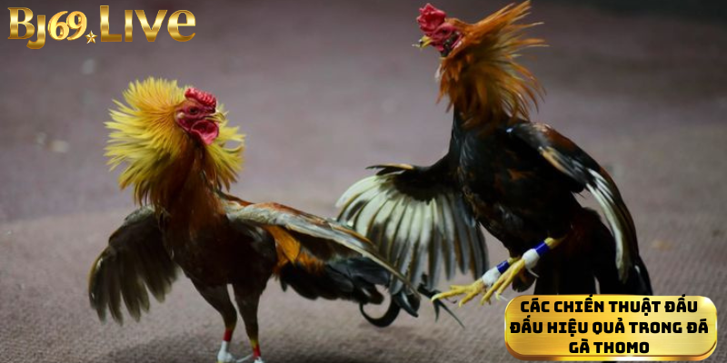 Các Chiến Thuật Đấu Đấu Hiệu Quả Trong Đá Gà Thomo