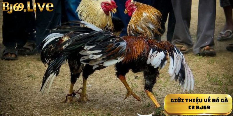 Giới thiệu về đá gà C2 Bj69 Giới thiệu về đá gà C2 Bj69