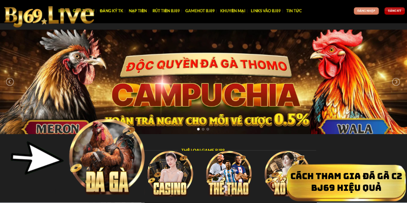 Cách tham gia đá gà C2 Bj69 hiệu quả Cách tham gia đá gà C2 Bj69 hiệu quả