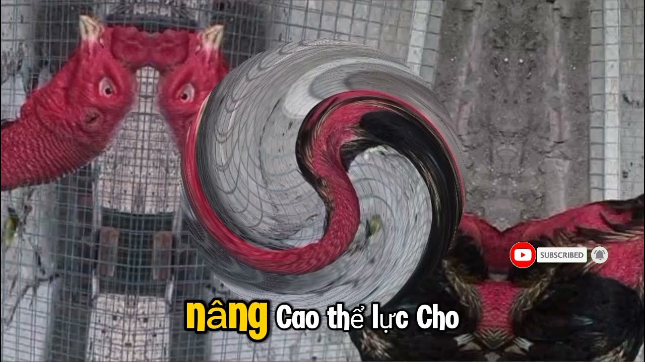 Mẹo chăm sóc gà đá chuẩn nhất để cho thần kê luôn khỏe mạnh